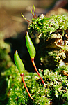 KA 16 00 0058 / Buxbaumia viridis / Grønnsko
